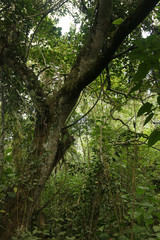 Tropical rain forest in eastern Africa. A pristine nature with huge trees, palms, epiphytes and lianas.