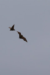 The straw-coloured fruit bat flying in the blue sky. A large fruit bat that is the most widely distributed of all the African megabats.