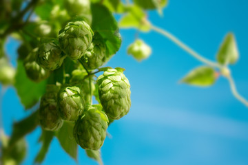 Fototapeta premium Green Hop Plant on Blue Sky Background