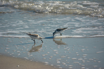 Wilson's Plover Shore Bird on a Florida Gulf Coast Beach.