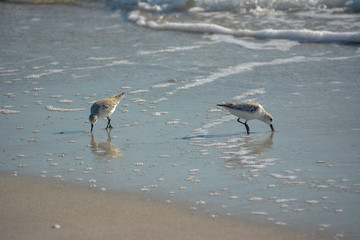 Wilson's Plover Shore Bird on a Florida Gulf Coast Beach.