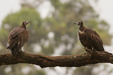 Hooded vulture. A rare african bird species feeding on carcasses, which is now critically endangered due to medicine used to cure cows.