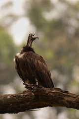 Hooded vulture. A rare african bird species feeding on carcasses, which is now critically endangered due to medicine used to cure cows.