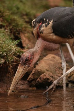 Marabou stork, a larg scavanger bird species occurring in Africa. A picture from the typical environment in Uganda.