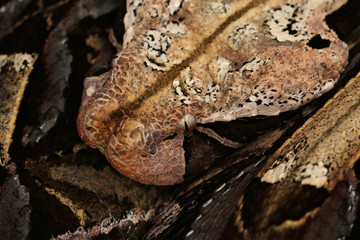 Large gaboon viper. An extremly venomous snake species with cryptic color, living in Central and Eastern Africa, in its natural habitat.
