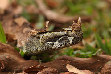 Butterfly viper, also called rhinoceros viper, river jack or arrowhead viper shedding its old skin. An extremly venomous animal occurring in African rain forests.
