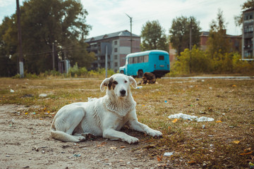Homeless wild dog in old radioactive zone in Pripyat city - abandoned ghost town after nuclear...
