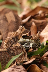 Butterfly viper, also called rhinoceros viper, river jack or arrowhead viper shedding its old skin. An extremly venomous animal occurring in African rain forests.