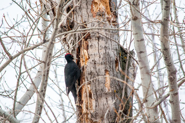 woodpecker sitting on the tree and produces his own food