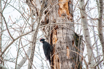 woodpecker sitting on the tree and produces his own food