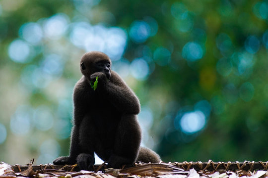 Mono en la selva amazónica