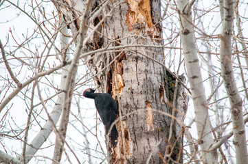 woodpecker sitting on the tree and produces his own food