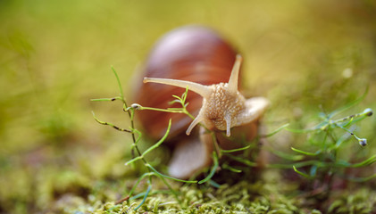 Helix pomatia also Roman snail, Burgundy snail