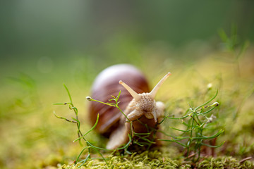 Helix pomatia also Roman snail, Burgundy snail