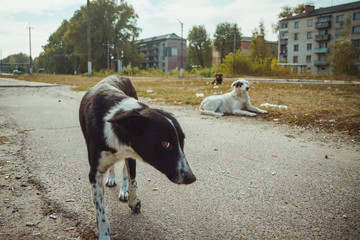 Homeless wild dog in old radioactive zone in Pripyat city - abandoned ghost town after nuclear...