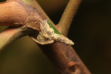 Spider pretending a thorn in the tropical forest in Eastern Africa. An example of the camouflage in spiders.