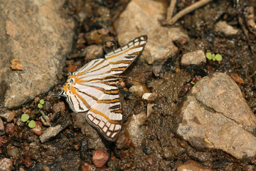 African map butterfly on a close up picture. A colorful insect typicaly occurring in tropical african forests.