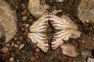Couple of African map butterflies on a close up picture. A colorful insect typicaly occurring in tropical african forests.