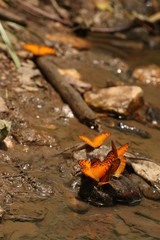 African leoprad fritillaries drinking water on the bank of river in a tropical forest in Africa.