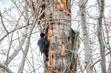 woodpecker sitting on the tree and produces his own food