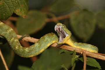 Green bush viper, also known as variable bush viper, leaf viper or Hallowell's green tree viper in its natural environment with open mouth showing its large venom fangs.