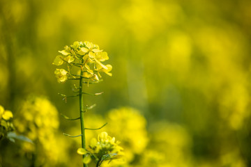 Mustard flowers. Mustard – mystical flower of happiness and health.