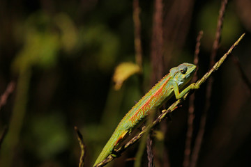 Male of the Elliot's chameleon. The colorful species is endemic to eastern Africa.