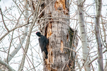 woodpecker sitting on the tree and produces his own food