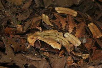 Large gaboon viper hiding in the old leaves. An extremly venomous snake species with cryptic color, living in Central and Eastern Africa, in its natural habitat.