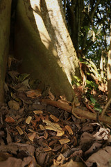 Large gaboon viper hiding in the old leaves. An extremly venomous snake species with cryptic color, living in Central and Eastern Africa, in its natural habitat.