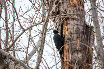 woodpecker sitting on the tree and produces his own food
