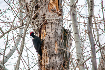 woodpecker sitting on the tree and produces his own food