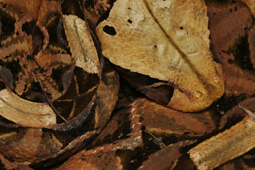 Large gaboon viper hiding in the old leaves. An extremly venomous snake species with cryptic color, living in Central and Eastern Africa, in its natural habitat.