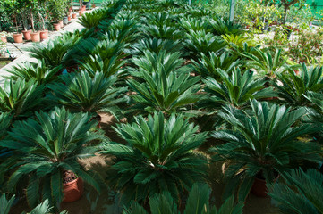 small potted palm trees in the nursery