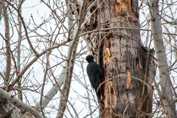 woodpecker sitting on the tree and produces his own food
