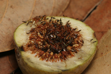 Fig wasps on a close up picture. These insects spend the larval stage inside figs.