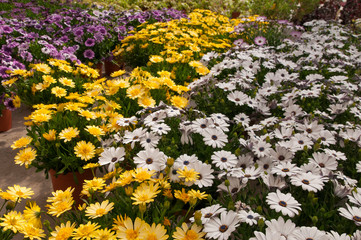 glade of multi-colored flowers of daisies