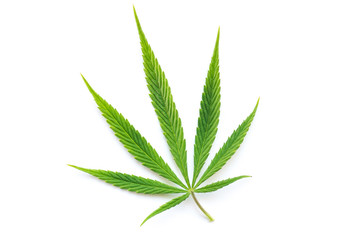 Cannabis Leaf Isolated on White Background