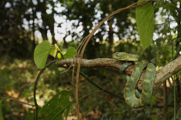 Green bush viper, also known as variable bush viper, leaf viper or Hallowell's green tree viper in its natural environment. A venomous snake species endemic to west and central Africa.