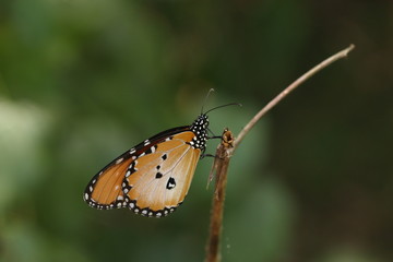 The plain tiger, also known as African queen. A medium-sized butterfly widespread in Asia, Australia and Africa.