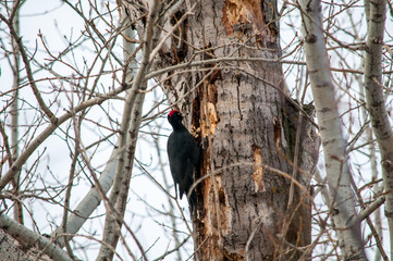 woodpecker sitting on the tree and produces his own food