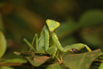 African preying mantis walking through the vegetation. A predatory insect species inhabiting bushes and grasslands.