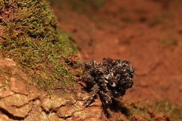 Masked hunter, an insect belonging to the assassin bugs. A young nymph with dead corpses of ants,...