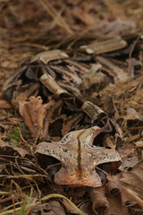 Large gaboon viper hiding in the old leaves. An extremly venomous snake species with cryptic color, living in Central and Eastern Africa, in its natural habitat.