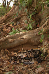 Large gaboon viper hiding in the old leaves. An extremly venomous snake species with cryptic color, living in Central and Eastern Africa, in its natural habitat.