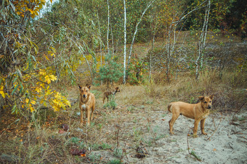 Homeless wild dog in old radioactive zone in Pripyat city - abandoned ghost town after nuclear...