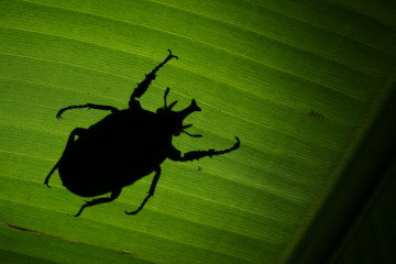 Silhouette of the Mecynorhina polyphemus sitting on a banana leaf, A large scarab beetle found in dense tropical African forests. It is a frequent feeder on fruits and sap flows from tree wounds.
