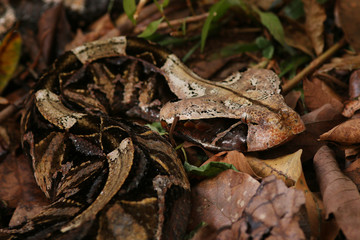 Large gaboon viper hiding in the old leaves. An extremly venomous snake species with cryptic color, living in Central and Eastern Africa, in its natural habitat.