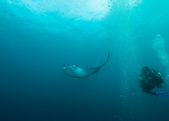 Manta Rays feed and clean in German Channel dive site of Palau's Rock Islands. The channel was originally dredged by Germans when they were colonizing the Pacific Island Nation.