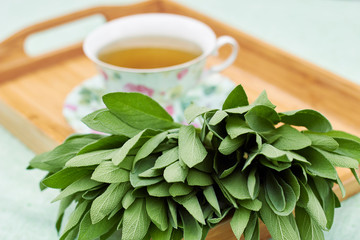 Bunch of fresh sage herb leaves laying in fron of a cup of herbal tea served on a morning breakfast tray, close-up, copy space for your design, alternative medicine and natural healing concept